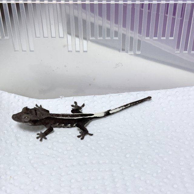 White Porthole Axanthic Full Pinstripe