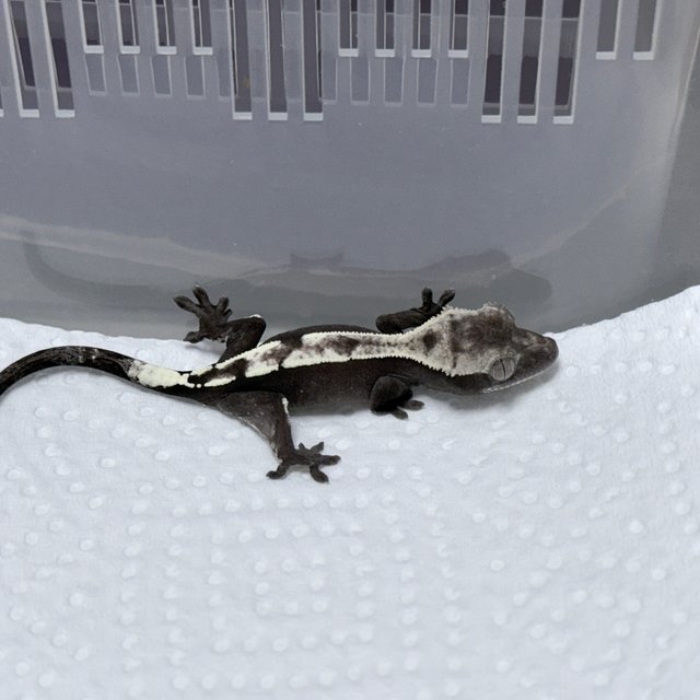 Axanthic Sable