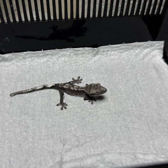 아잔틱