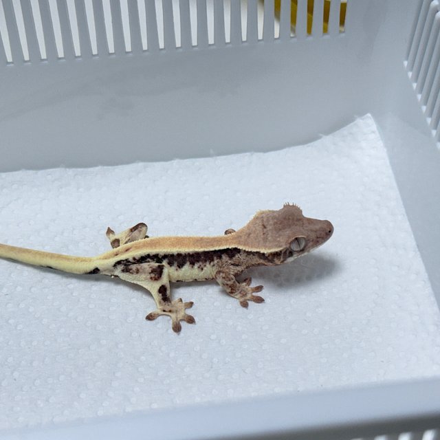 LW Sable 100% Het Axanthic