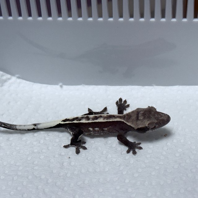 Axanthic