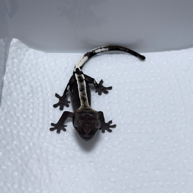 Axanthic