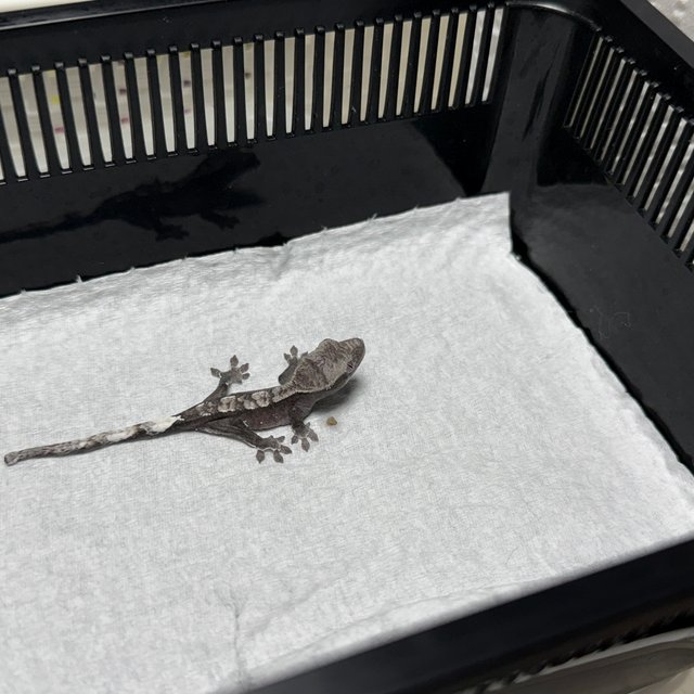 아잔틱