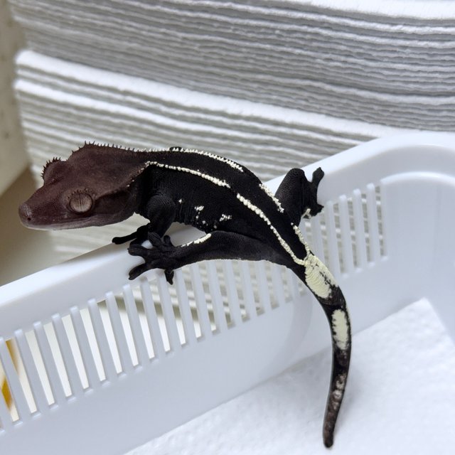 Axanthic