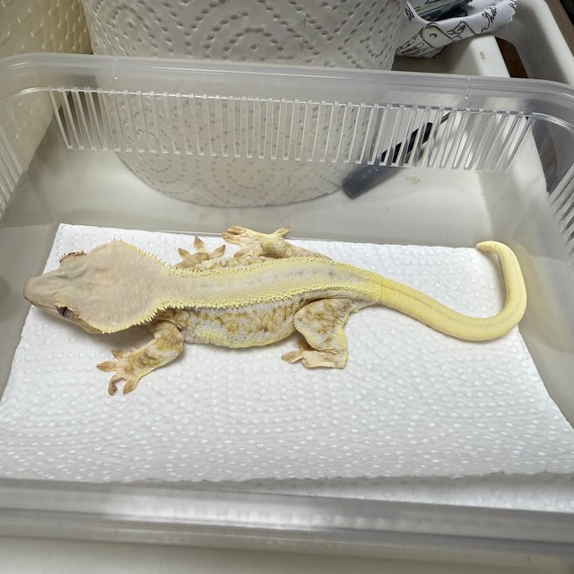 릴리화이트 레이지