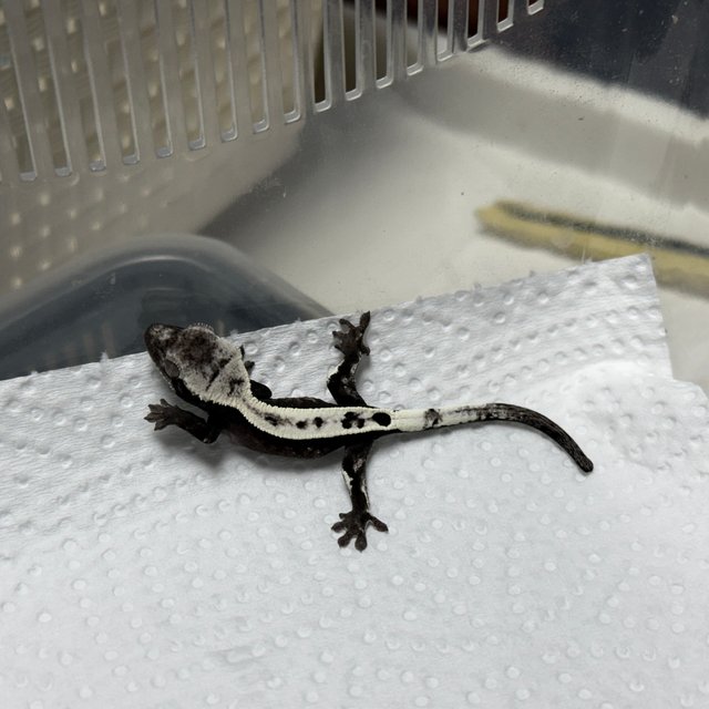 세이블 아잔틱