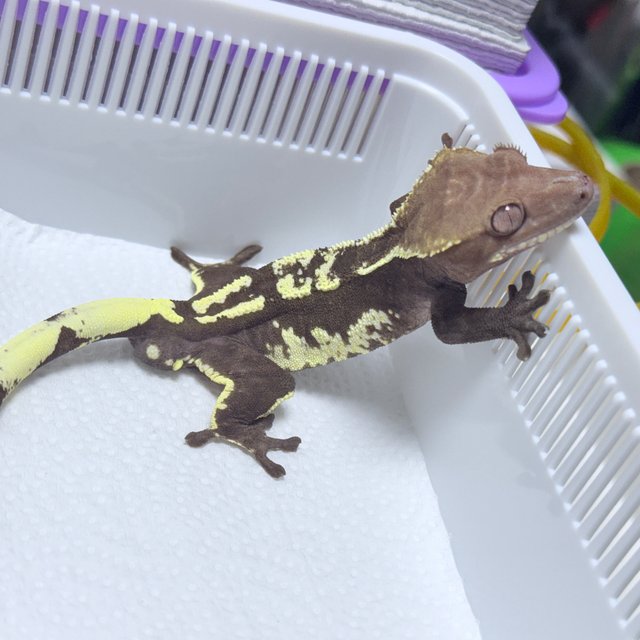 Axanthic
