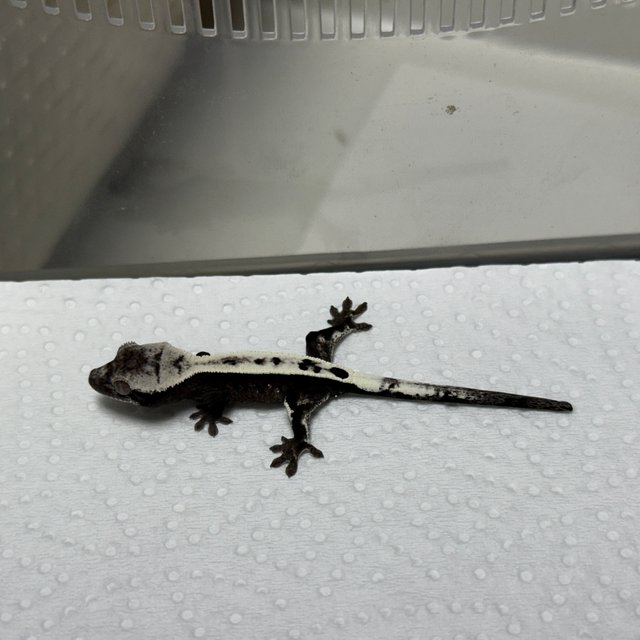 세이블 아잔틱