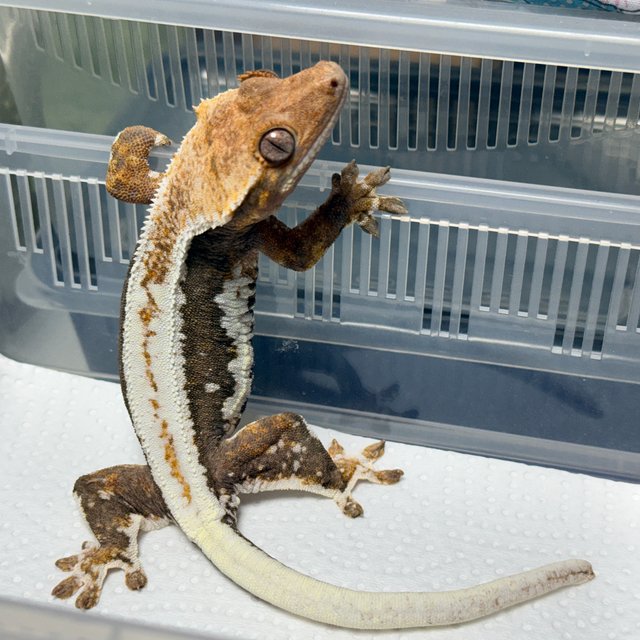 릴리100%헷아잔틱