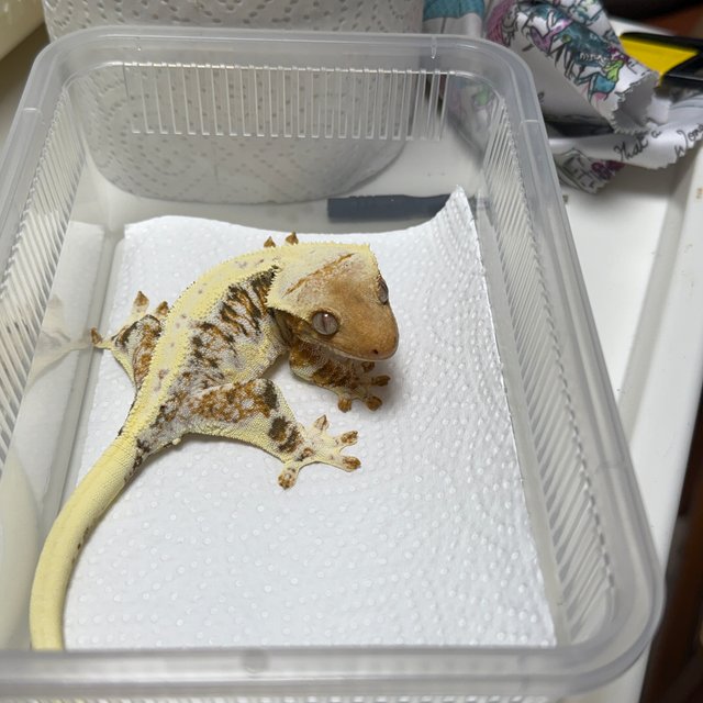 릴리화이트 트라이