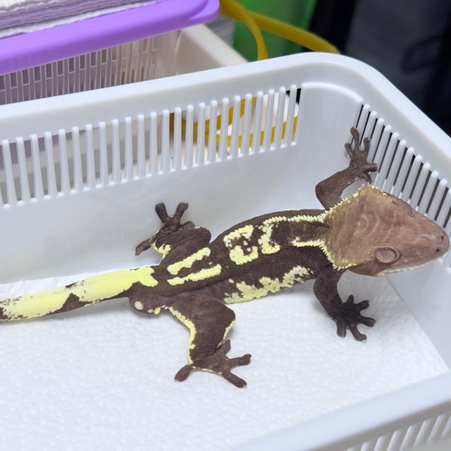 Axanthic