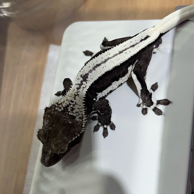 릴잔틱 슈퍼스트라이프