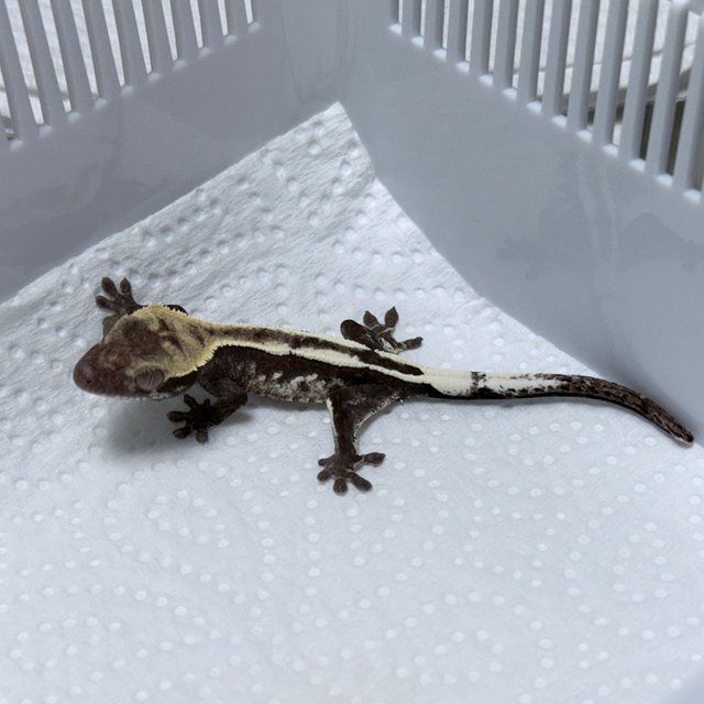 Axanthic Sable