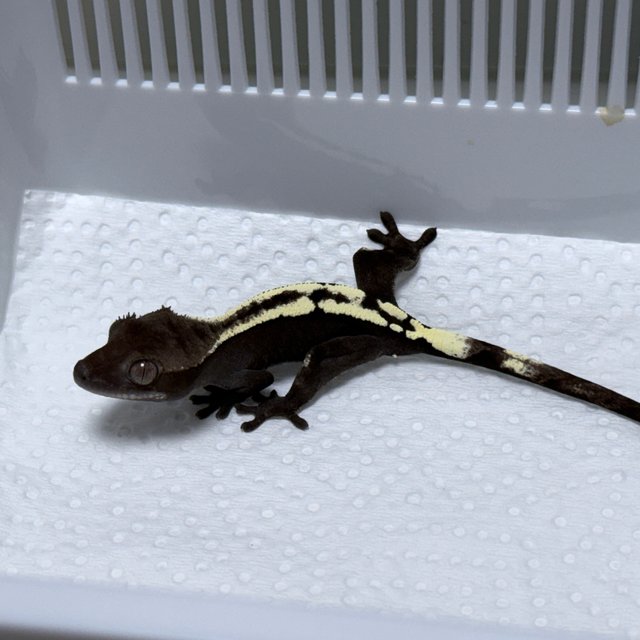 Sable Axanthic