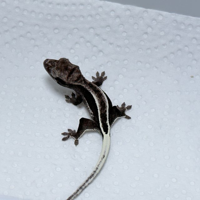 Axanthic