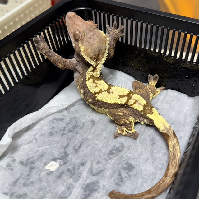 세이블