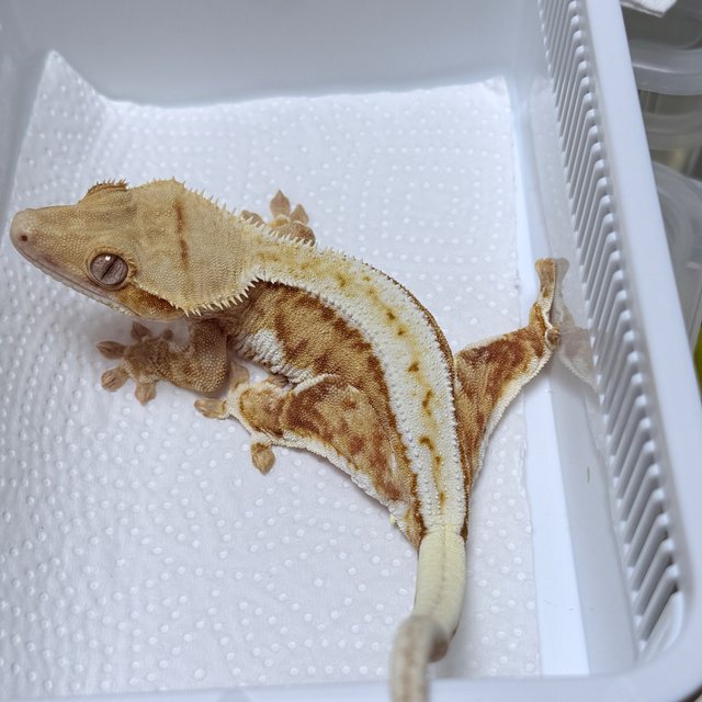 Lilly 100% Het Axanthic