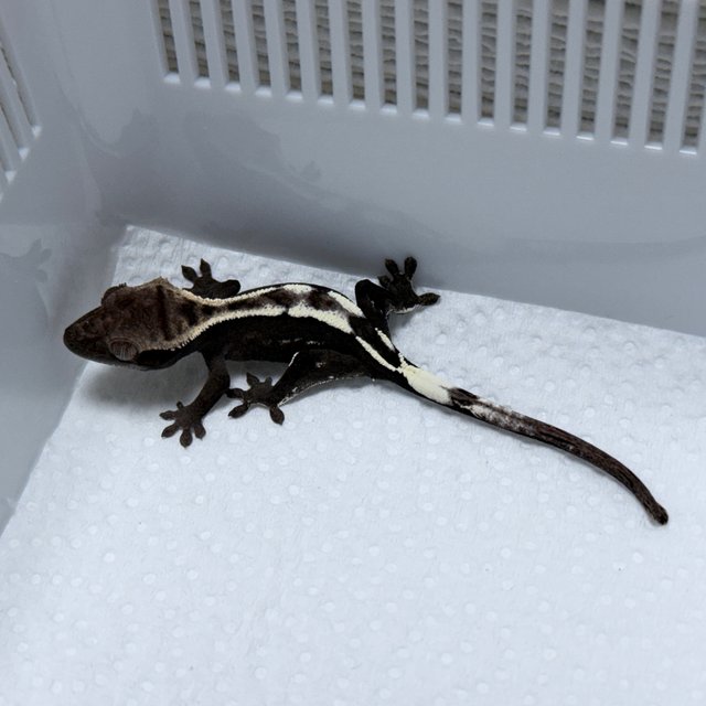 Axanthic Sable