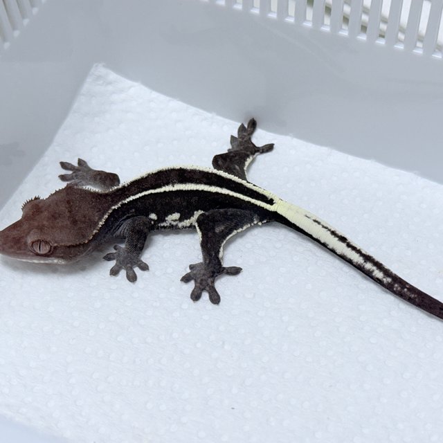 Full Pinstripe Axanthic