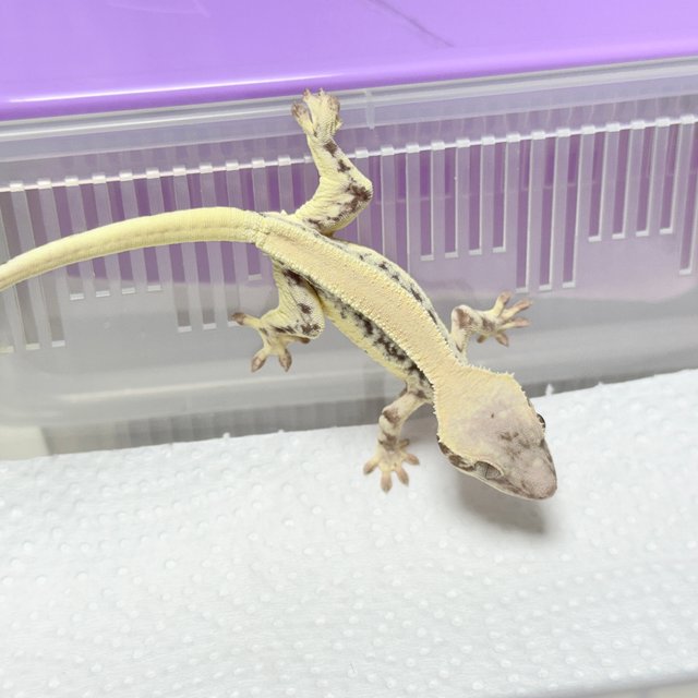 릴리 세이블 100%헷아잔틱