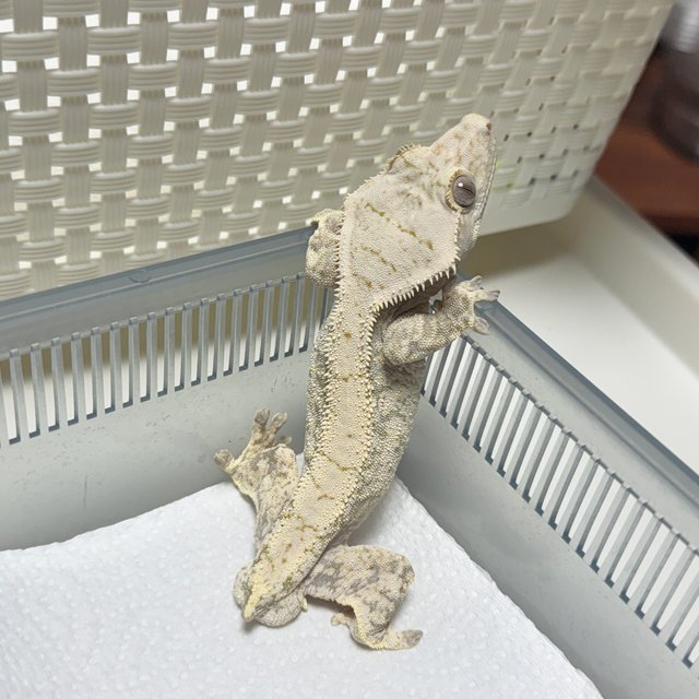 노멀 드리피 화이트스팟