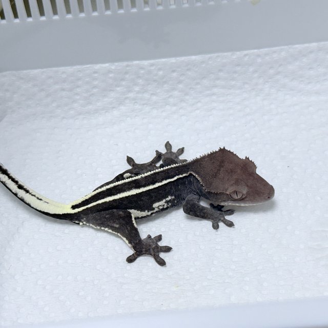 Full Pinstripe Axanthic