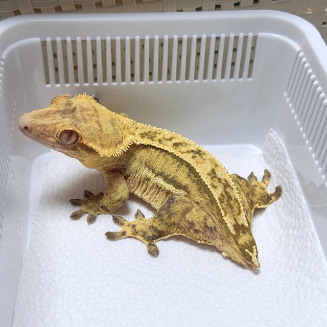 Quad 100% Het Axanthic