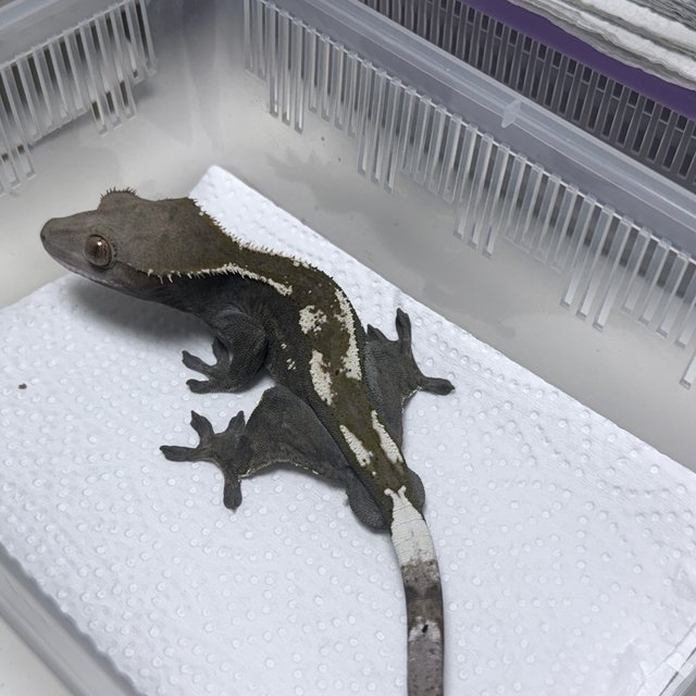 100% Het Axanthic Sable