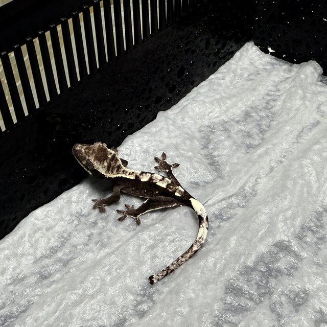 아잔틱