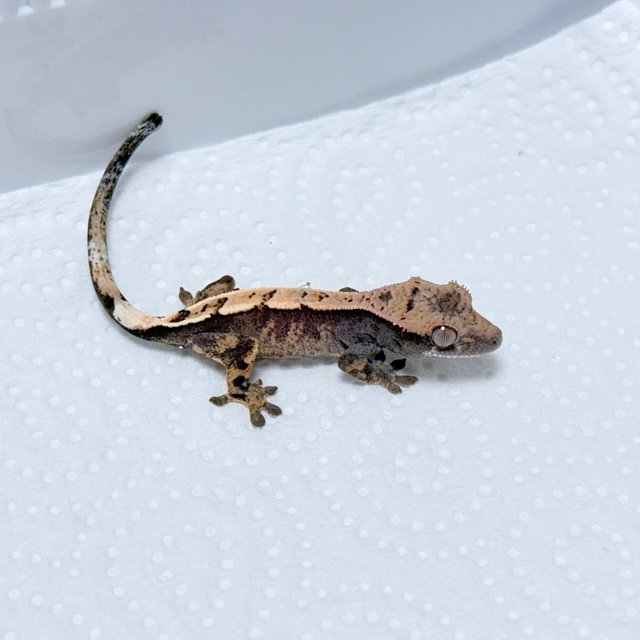 100% Het Axanthic Sable