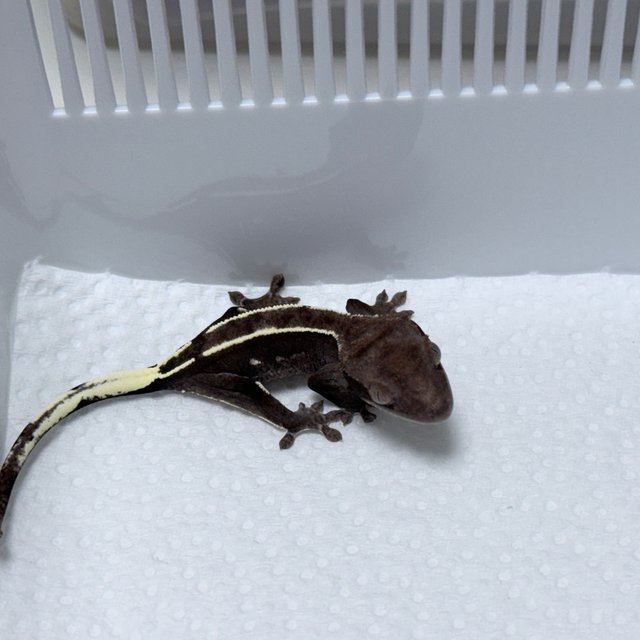 Axanthic