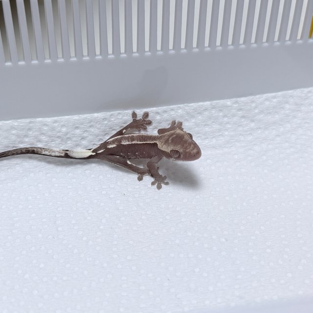 Axanthic