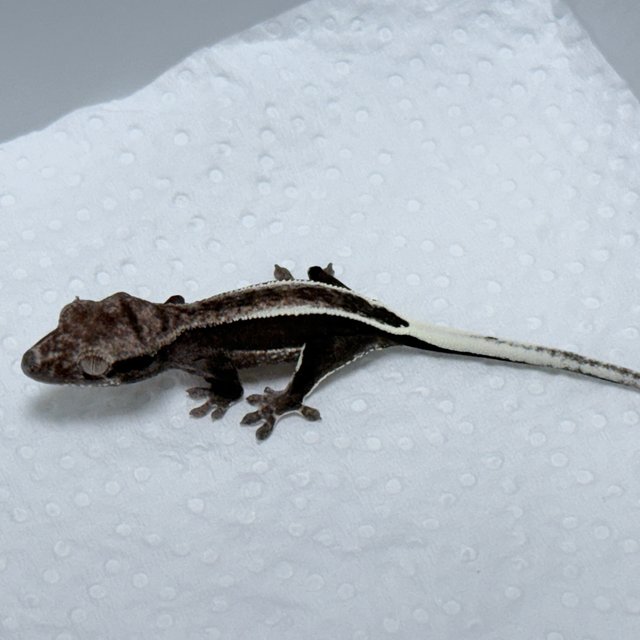 Axanthic