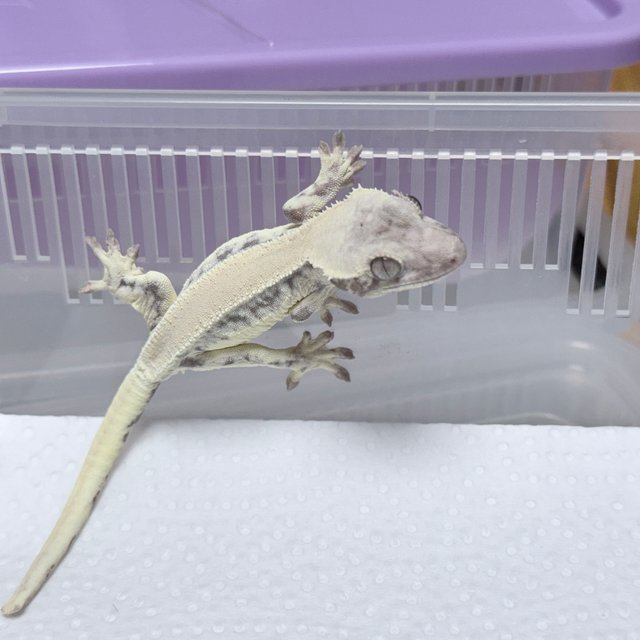 릴리 세이블 100%헷아잔틱 솔리드백