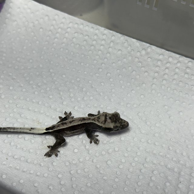 아잔틱 핀스트라이프