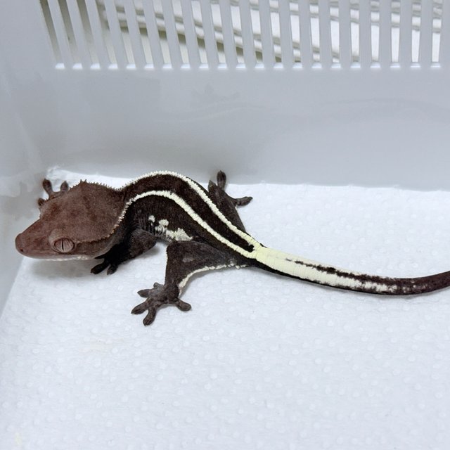 Full Pinstripe Axanthic