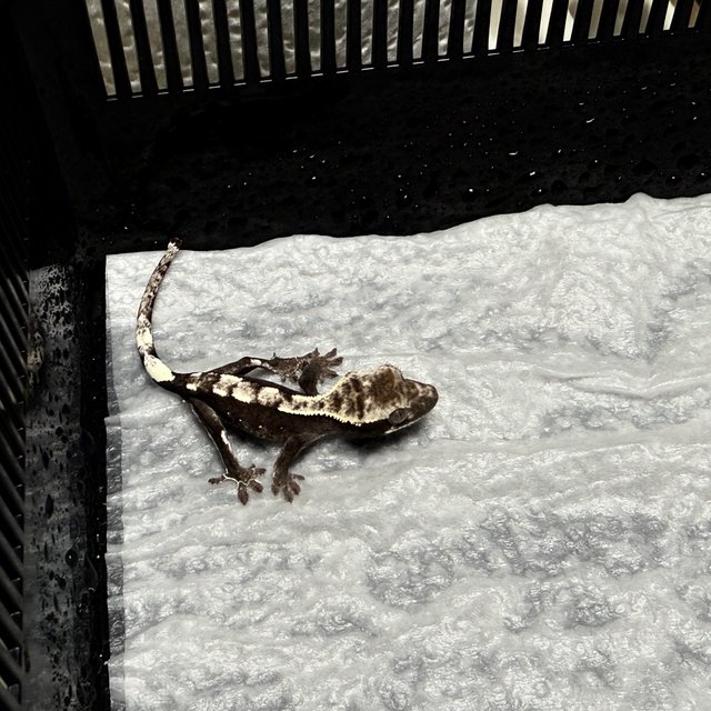 아잔틱