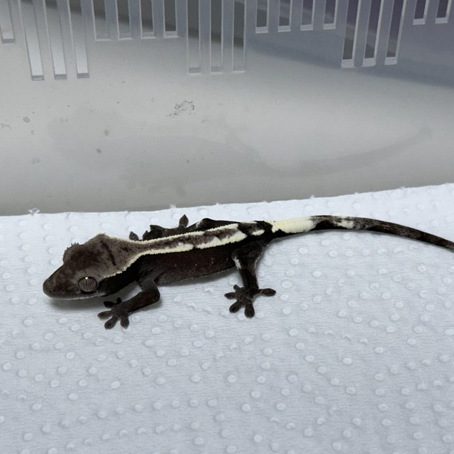 Sable Axanthic