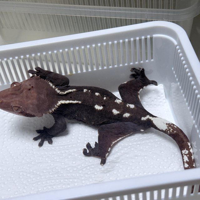 Axanthic