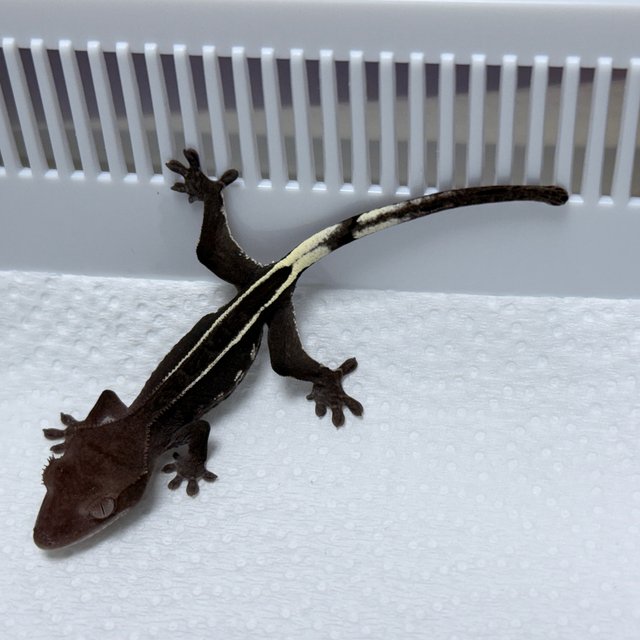 Axanthic Full Pinstripe White Porthole