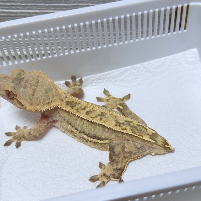 Quad 100% Het Axanthic