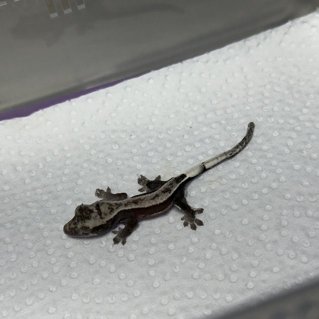 아잔틱 핀스트라이프