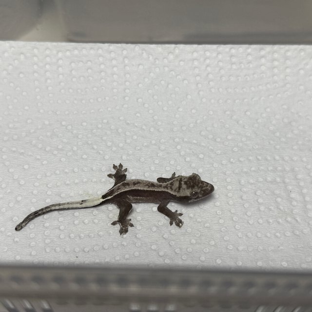 아잔틱 핀스트라이프