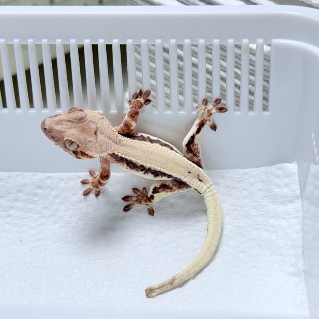 LW Sable 100% Het Axanthic