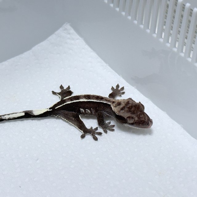 Axanthic
