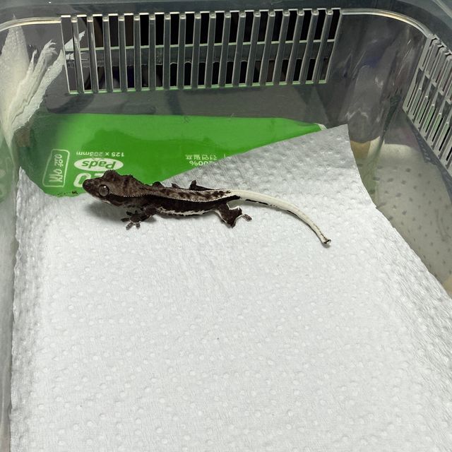 세이블 릴잔틱 릴리 세이블 아잔틱 팬텀