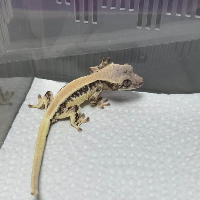 릴리 세이블 100%헷아잔틱