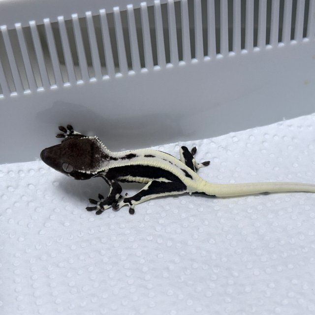 Lilly Axanthic