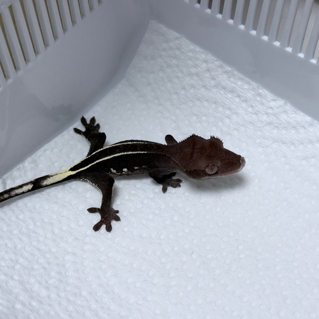 Axanthic Full Pinstripe White Porthole