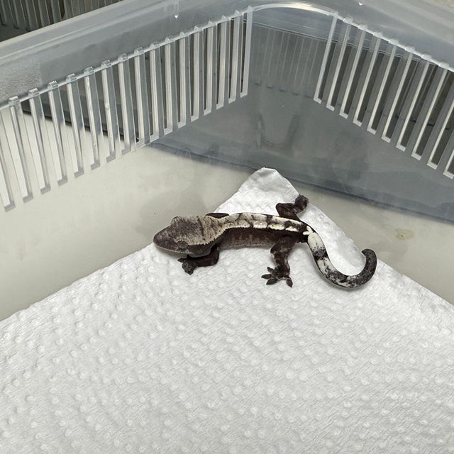 세이블 아잔틱